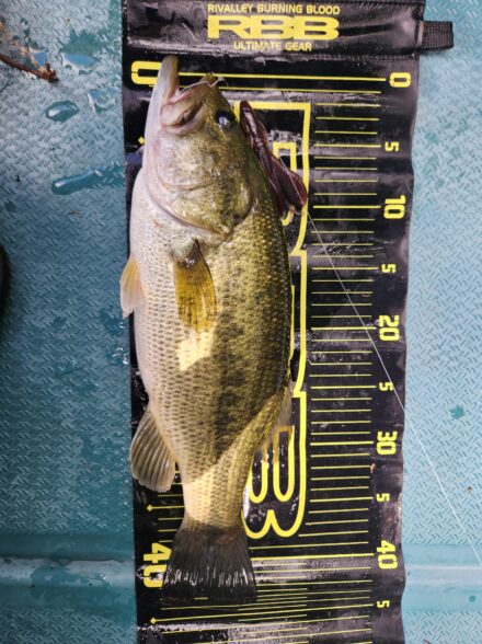 初めての相模湖釣行