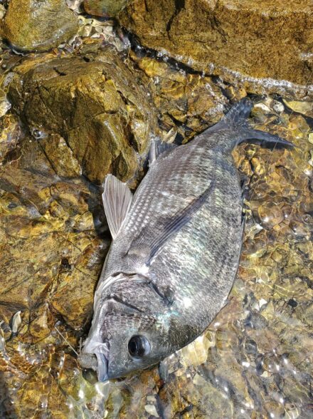 浜名湖チニング 釣果は足で捻り出す