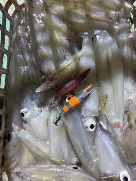 今季初イカメタルin浜坂