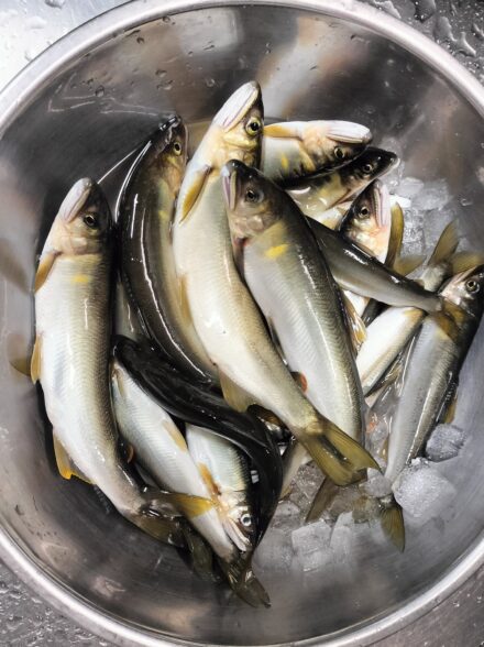 アユイング修行！！ 酒匂川水系 その⑯ 掛けバリを変えてみる・その１