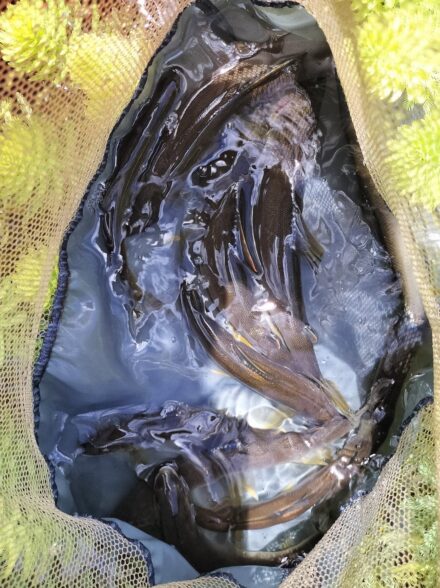 アユイング修行！！ 酒匂川水系 その⑰ 掛けバリを変えてみる・その２