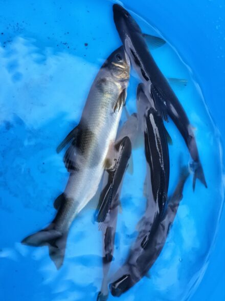 アユイング行脚！！ 伊豆・河津川 ① 遠征先で自己記録を更新！！
