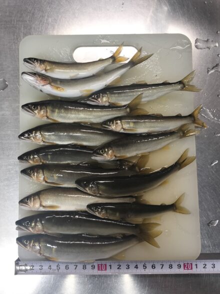アユイング修行！！ 酒匂川水系 その⑳ 濁流で悪戦苦闘・・・