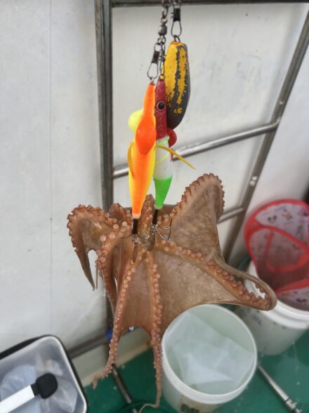 ラスト船タコ