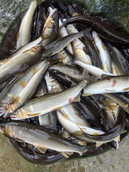 名張川での友釣り　DAY1