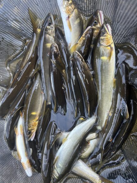 三重県名張川の鮎釣り　DAY1