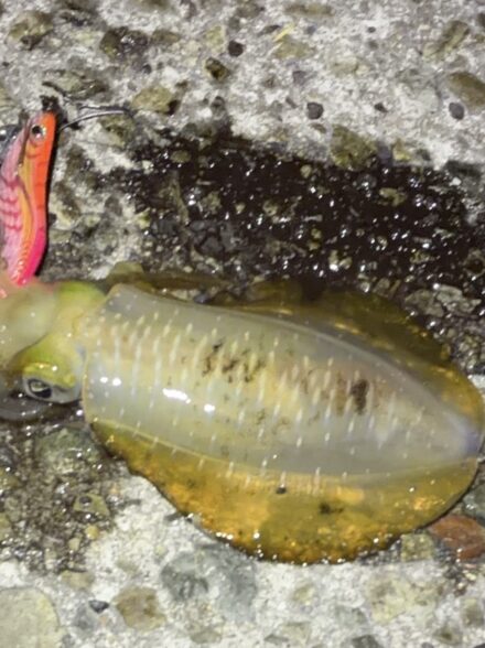 エギング