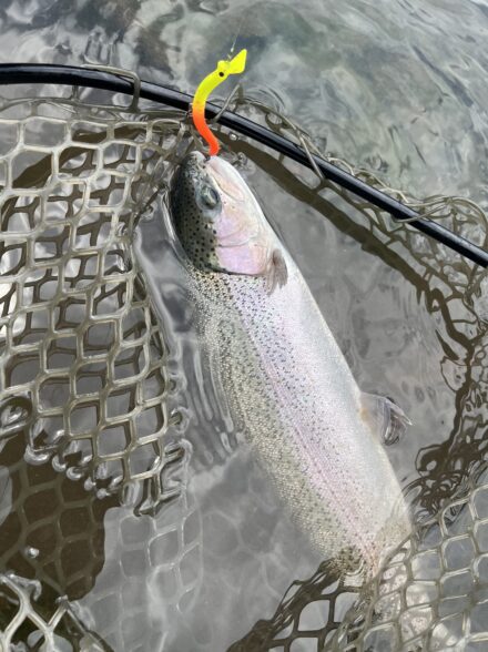 高田釣行便 夏のすそのフィッシングパーク