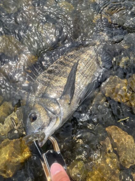 高田釣行便 26浜名湖チニング④