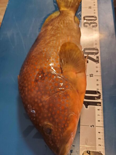 福井色浜　アコウのませ便