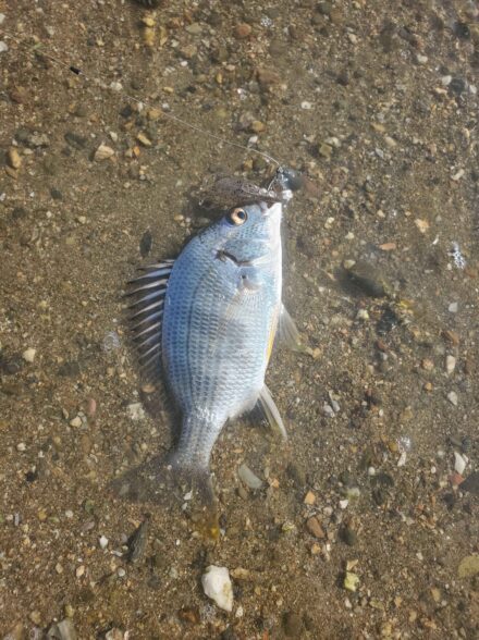 悪天候の合間を縫って浜名湖チニング　
