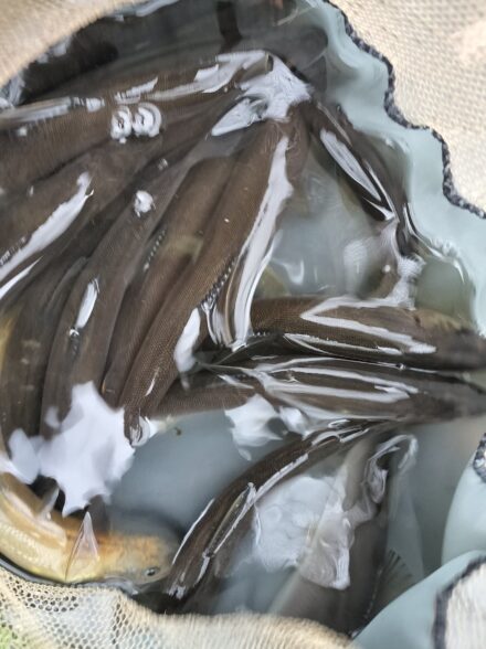 アユイング修行！！ 酒匂川水系・その２９ リアルタイム情報を活用する・①