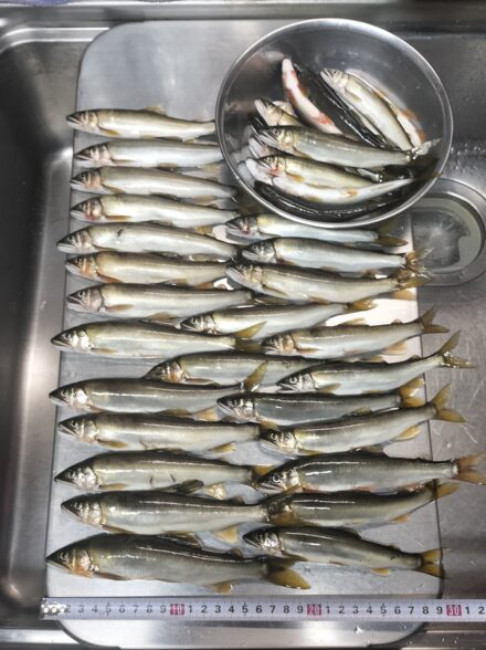 アユイング修行！！ 酒匂川水系・その３１ 自己記録(匹数)更新＆今季通算５００匹超え達成！！
