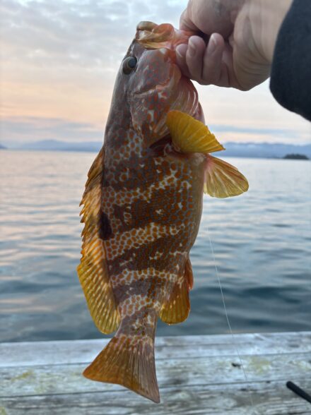 初エギング、ロックフィッシュ🎣 in福井