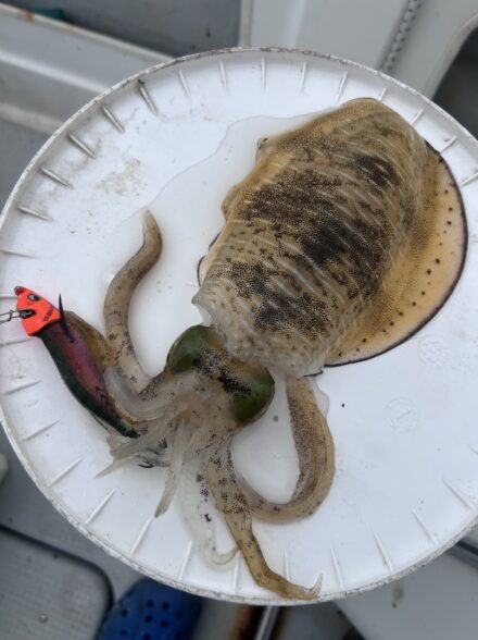 ティップラン&癒しのカマス釣り