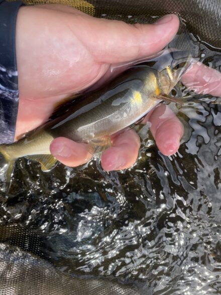 郡上鮎釣り