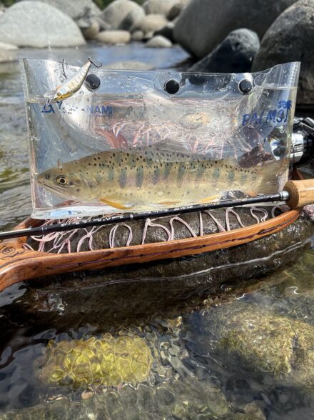 渓流終活① 高原に 流れ詠み舞う 山女魚虹