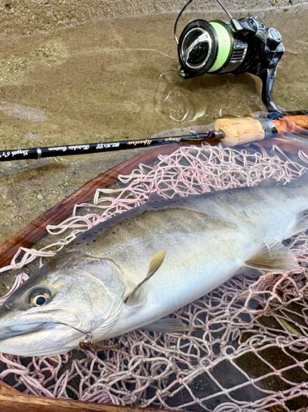 渓流終活② 秋色染まる 宮川本流 尺山女魚