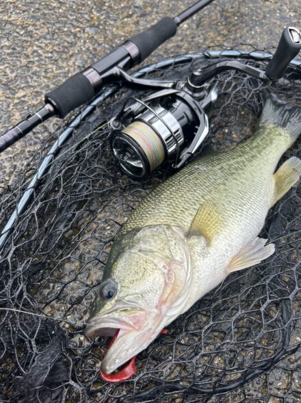 秋の数釣り釣行in琵琶湖