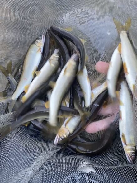 ノーリミッツ鮎釣行 DAY1　vol.3