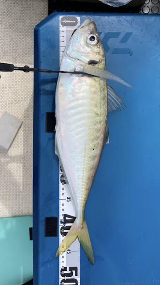 のませ＆鬼アジ釣行