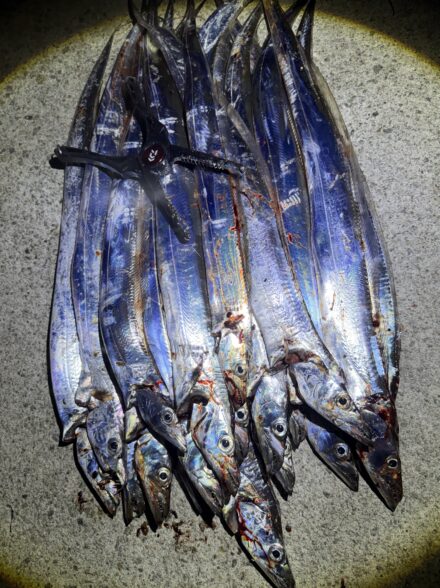 岸からタチウオ釣り