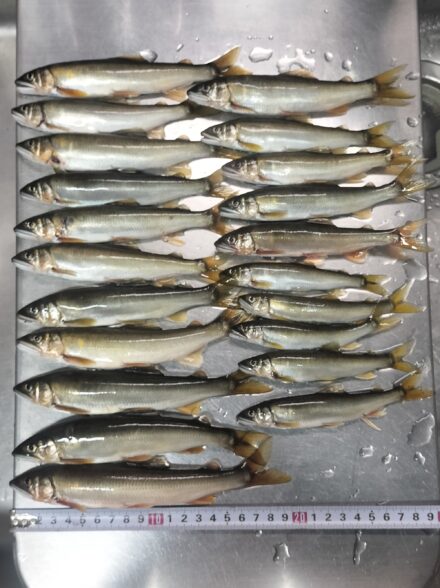 アユイング修行！！ 酒匂川水系・その３０ 秋口から終盤戦のパターンを探る・②