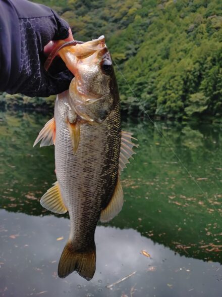 ３週連続の七色ダム9月下旬