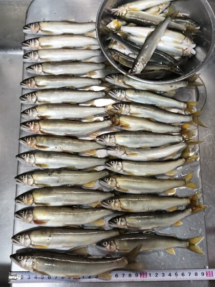 アユイング修行！！ 酒匂川水系・その３２ １０月から解禁されたエリアは・・・・