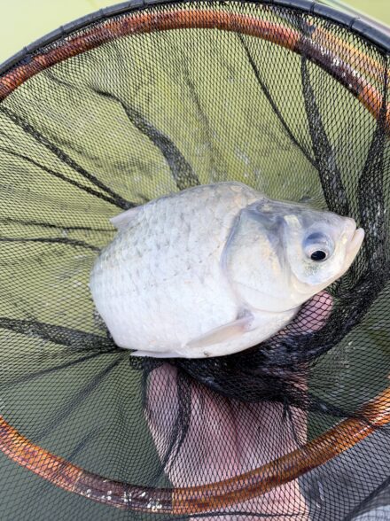水藻の秋ヘラブナ釣行