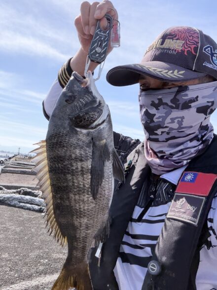 秋のちぬ落とし込み釣り