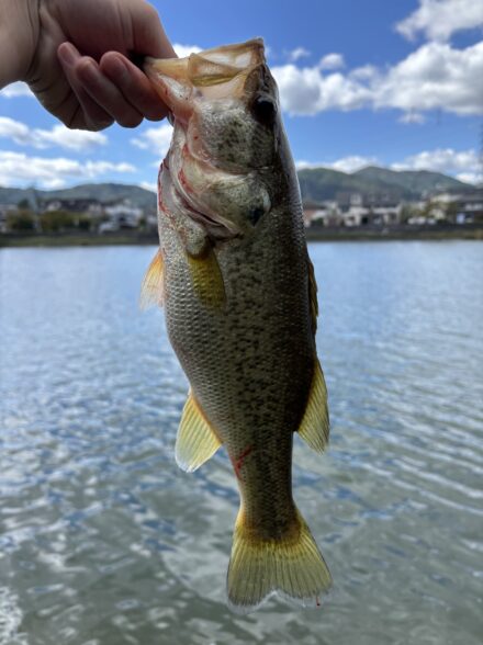 バルビュータ好調！🎣