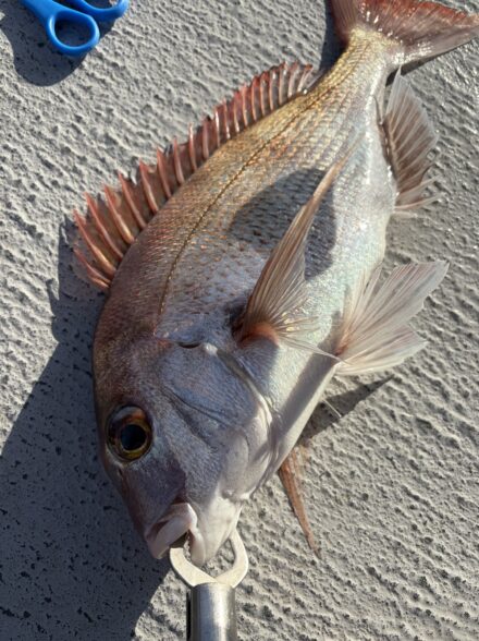 タイラバin虎ノ介