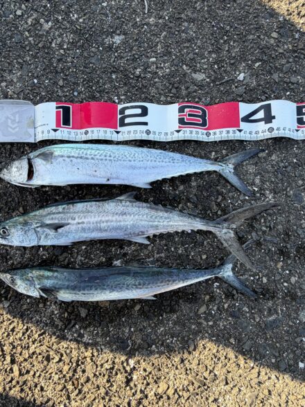 敦賀ショアジギング釣行🎣