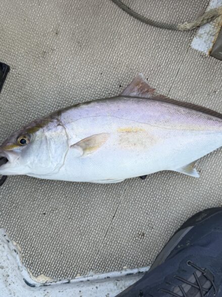 敦賀オフショアジギング釣行🎣