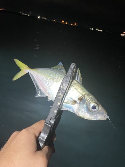 和歌山ボートアジング🎣