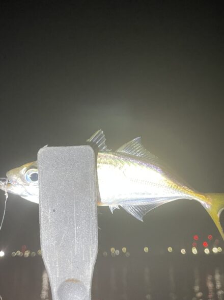 舞洲でアーバンアジング🎣