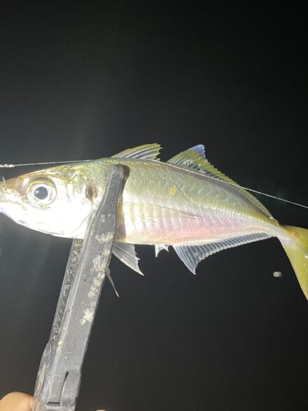 週末玉転がし遊戯🎣