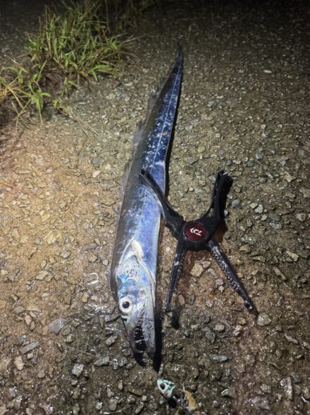 岸タチウオサイズが良くなってきました