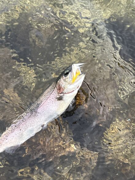 高田釣行便 26高島の泉